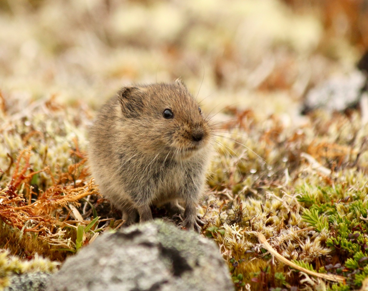 Singing Vole